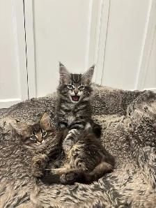 purebred maine coon kittens
