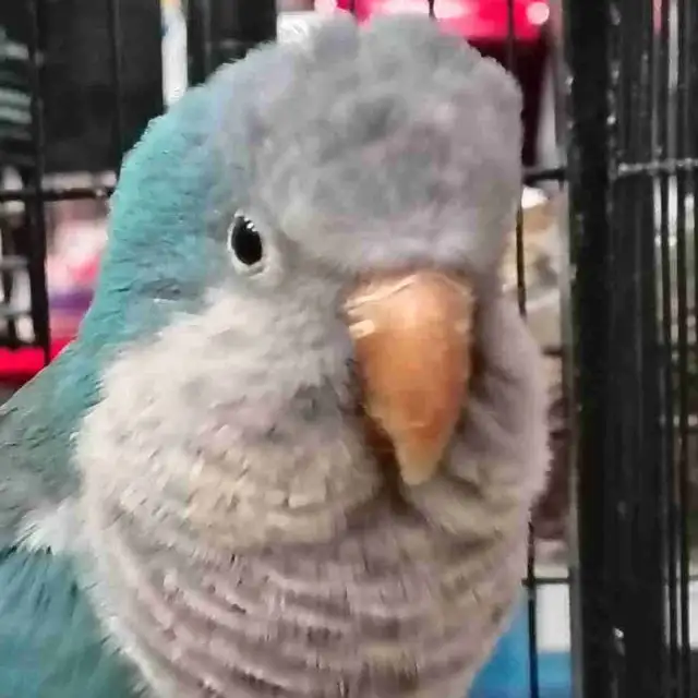 blue quaker parrot