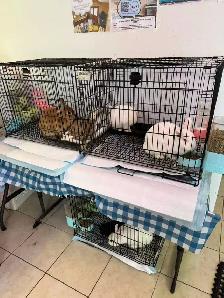 Netherland Dwarf Rabbits – 1 Year Old – All Female