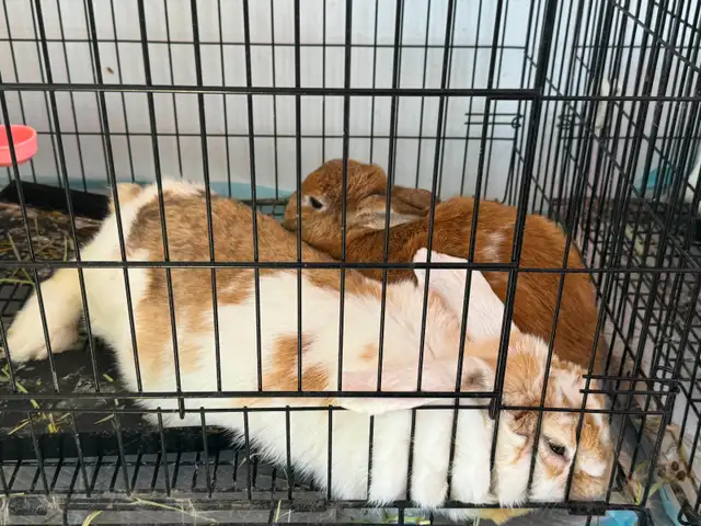 Netherland Dwarf Rabbits – 1 Year Old – All Female - Photo 2