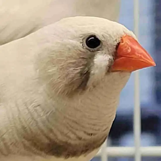 black cheek zebra finches