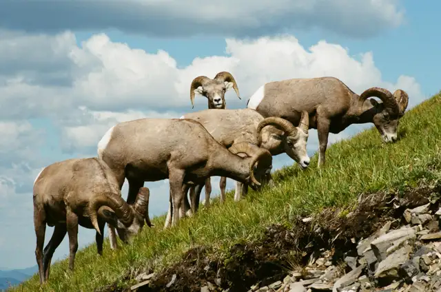 photos and ltd prints