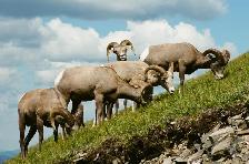 photos and ltd prints