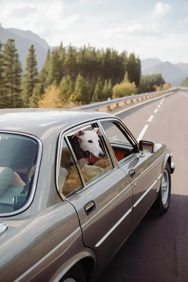 Reduced to sell fast! 1988 Jaguar V12 Vanden Plas w/low kms - Photo 5