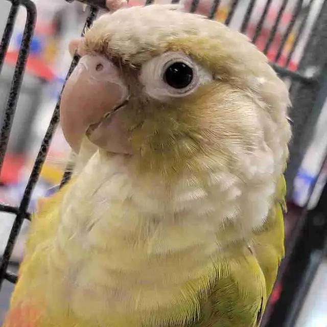 baby cinnamon conure