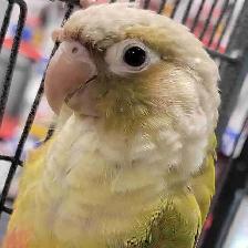 baby cinnamon conure