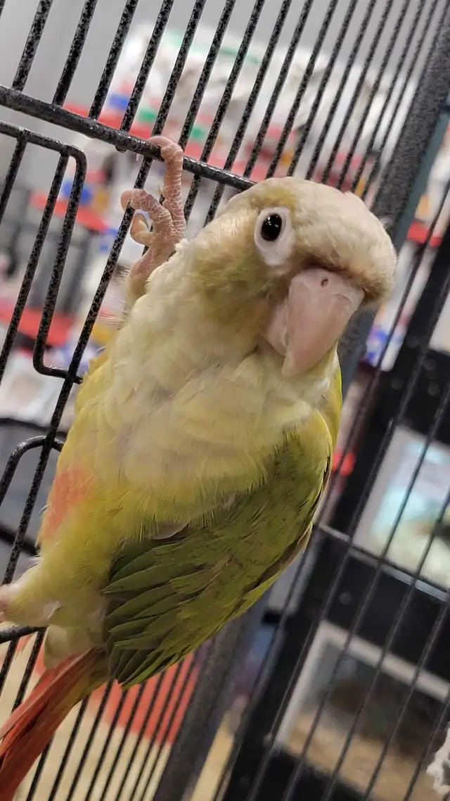 baby cinnamon conure - Photo 2