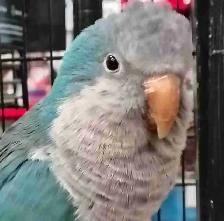 blue quaker parrot