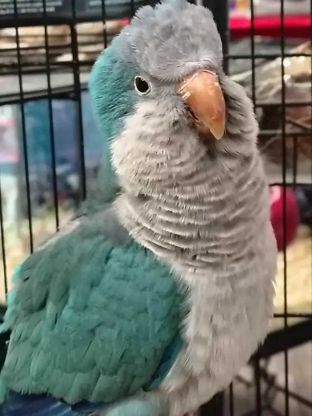 blue quaker parrot - Photo 2