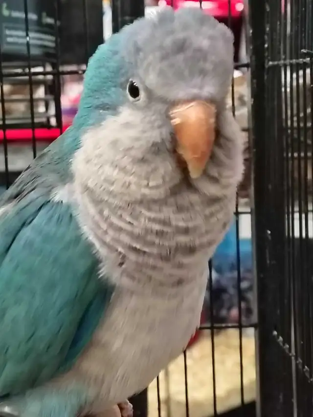 blue quaker parrot - Photo 3