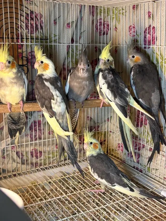❤️ Baby Conures / Cockatiels for sale HandFeeding ❤️