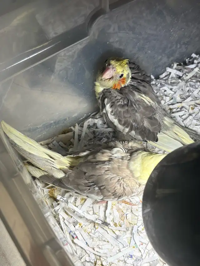 ❤️ Baby Conures / Cockatiels for sale HandFeeding ❤️ - Photo 4