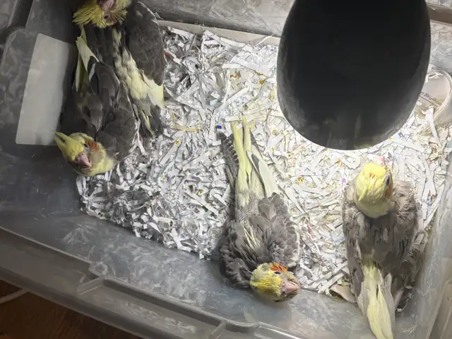 ❤️ Baby Conures / Cockatiels for sale HandFeeding ❤️ - Photo 5