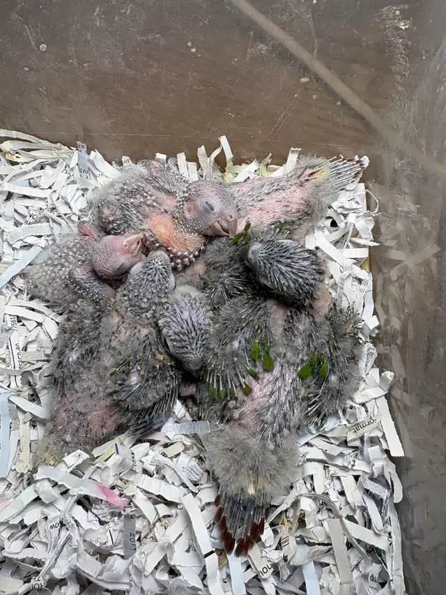❤️ Baby Conures / Cockatiels for sale HandFeeding ❤️ - Photo 6