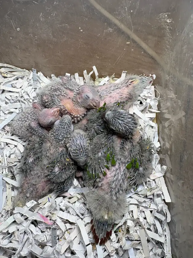 ❤️ Baby Conures / Cockatiels for sale HandFeeding ❤️ - Photo 8