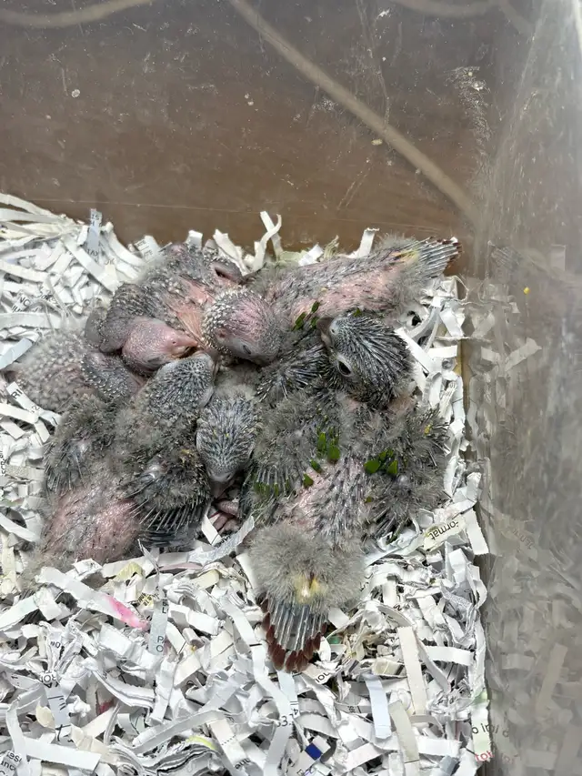 ❤️ Baby Conures / Cockatiels for sale HandFeeding ❤️ - Photo 9