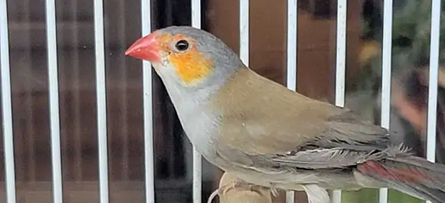 orange cheek wax Bill finches