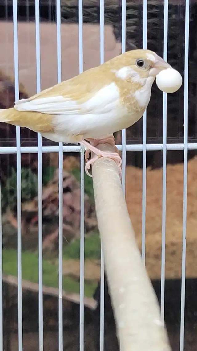 society Finch pair - Photo 2