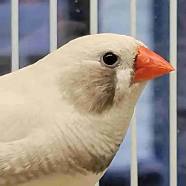 white black chick zebra finches