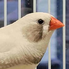 white black chick zebra finches