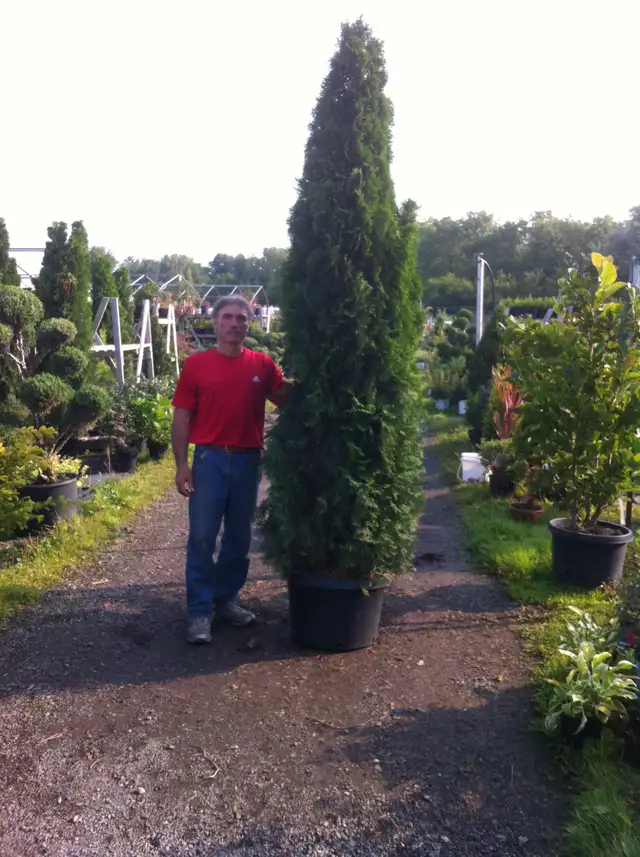 Local  Grown  Cedars, Boxwoods, Yews, Japanese Maples Trees - Photo 3