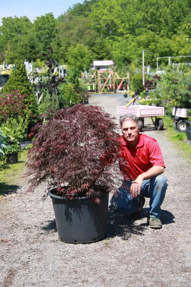 Local Grown Cedars Yews Boxwoods Japanese Maples Hydrangea - Photo 6