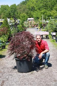 Local Grown Cedars Yews Boxwoods Japanese Maples Hydrangea - Photo 6