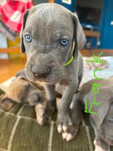 Great Dane Puppies