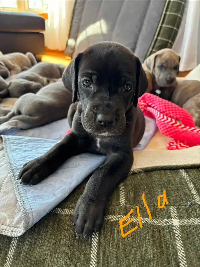 Great Dane Puppies - Photo 2