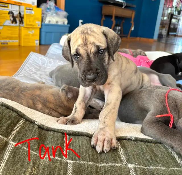 Great Dane Puppies - Photo 3