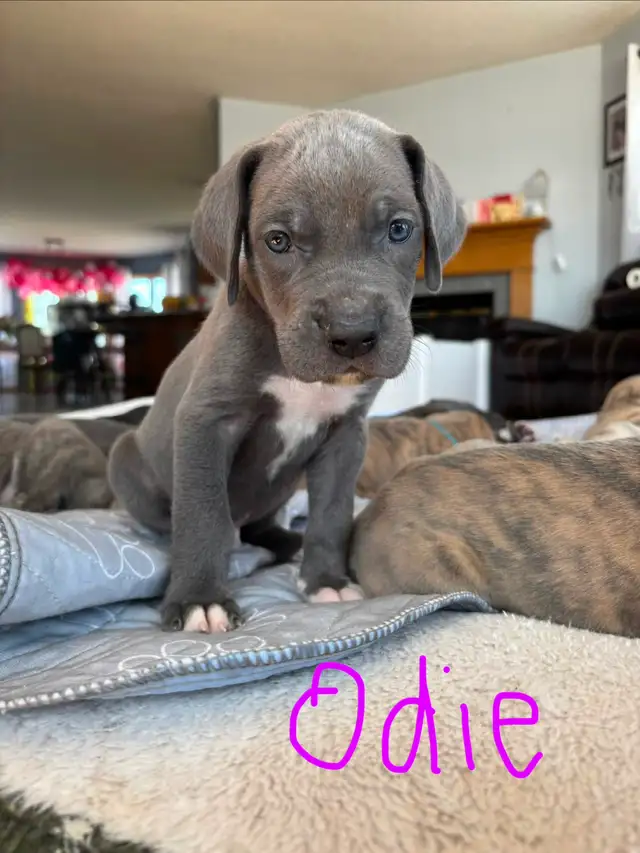 Great Dane Puppies - Photo 4