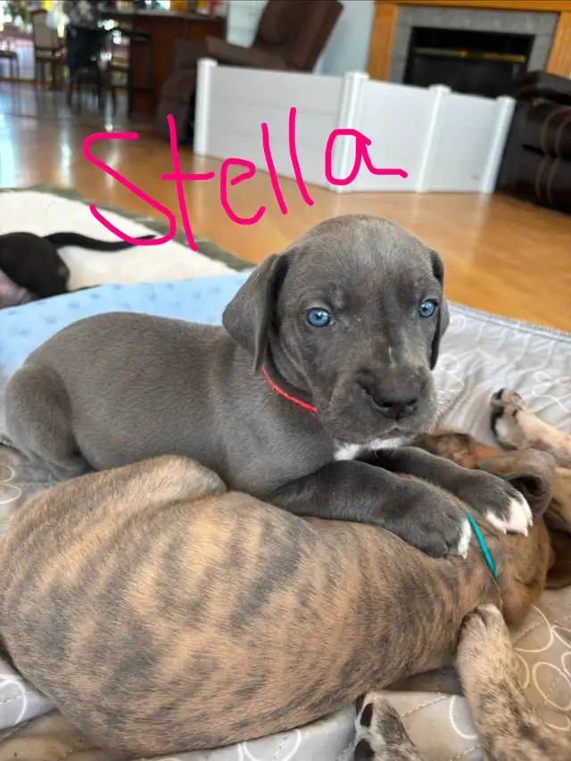 Great Dane Puppies - Photo 5