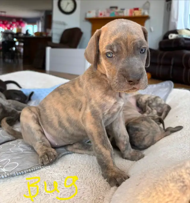 Great Dane Puppies - Photo 6