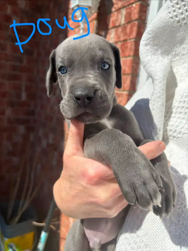 Great Dane Puppies - Photo 7