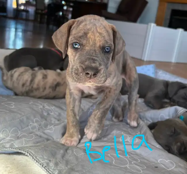 Great Dane Puppies - Photo 8