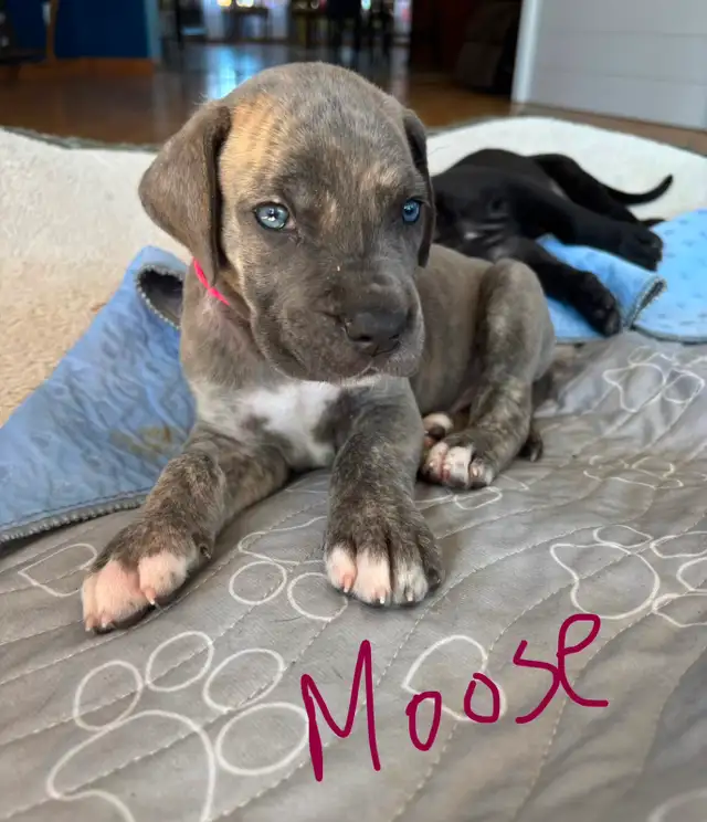 Great Dane Puppies - Photo 9