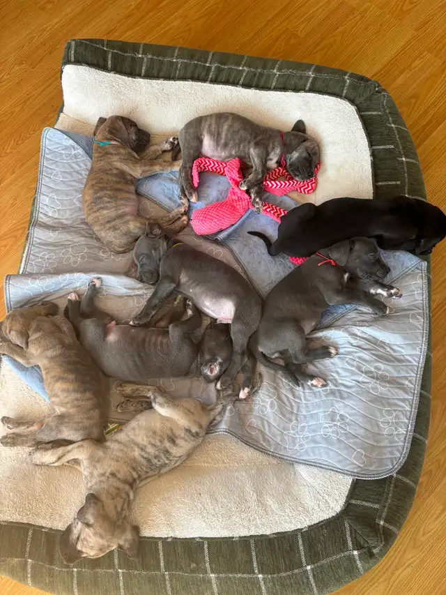 Great Dane Puppies - Photo 10