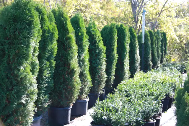 Purchase Plants - Direct and Save !