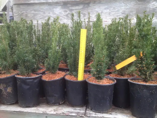 Local Grown Cedars, Boxwoods, Yews, Japanese Maples - Photo 6