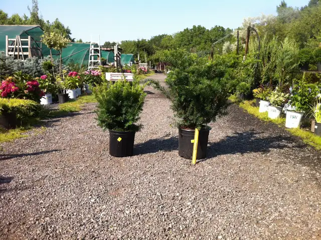 Local Grown Cedars, Boxwoods, Yews, Japanese Maples - Photo 7