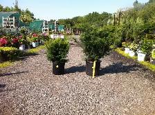Local Grown Cedars, Boxwoods, Yews, Japanese Maples - Photo 7