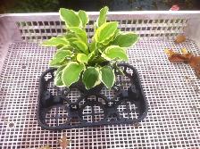 Plastic Pots, Trays for Plants, Trees, Shrubs, Vegetables, Weed, - Photo 9