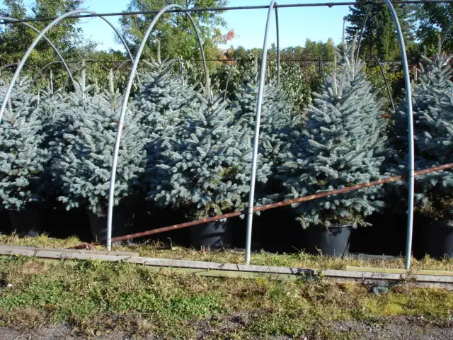 Purchase Plants Soil and Mulch Direct and Save! - Photo 4