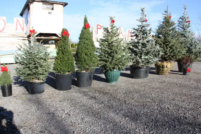 Purchase Plants Soil and Mulch Direct and Save! - Photo 8