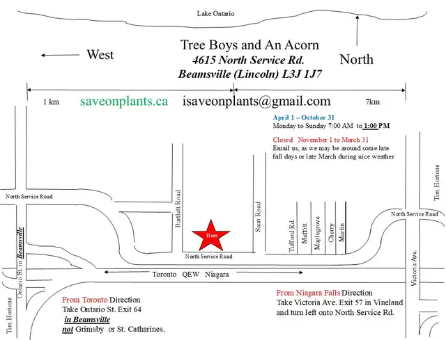 Local Grown Cedars Boxwoods Yews Japanese Maple Trees - Photo 2