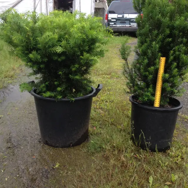 Local Grown Cedars, Boxwoods, Yews,  Japanese Maples - Photo 7