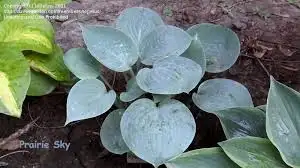 Local Grown Cedars, Boxwoods, Yews,  Japanese Maples - Photo 9