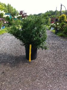 Plants !  Plants !  Plants !