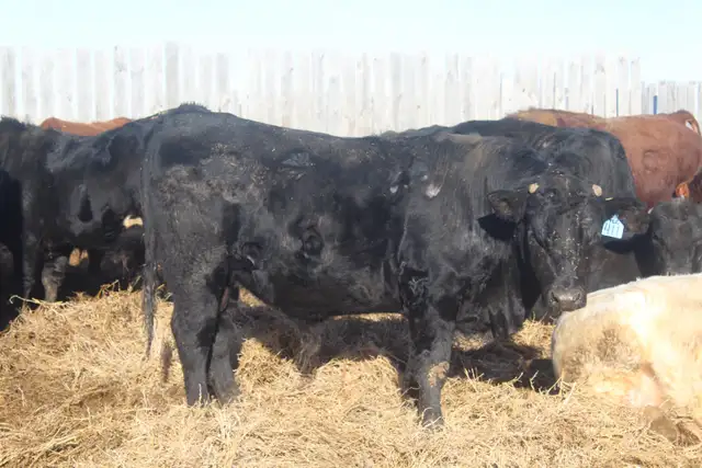 Heifer Bulls - Photo 2