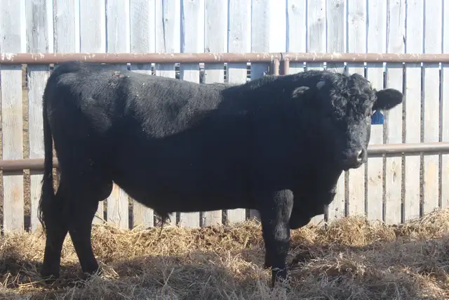 Heifer Bulls - Photo 3